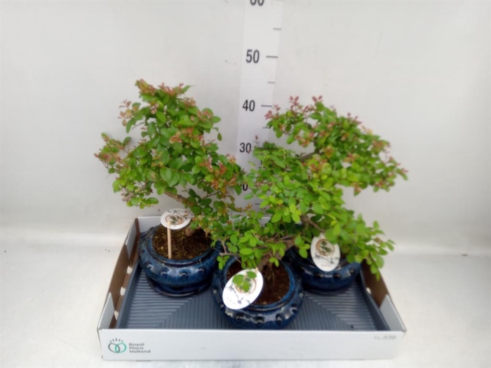 <h4>Bonsai   ...mix</h4>