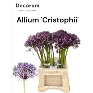 ALLIUM CHRISTOPHII
