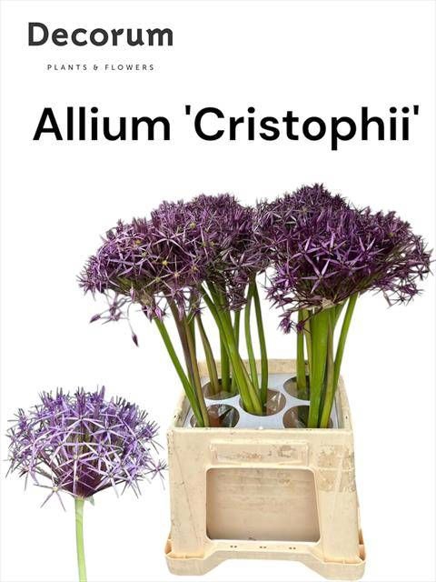 <h4>ALLIUM CHRISTOPHII</h4>