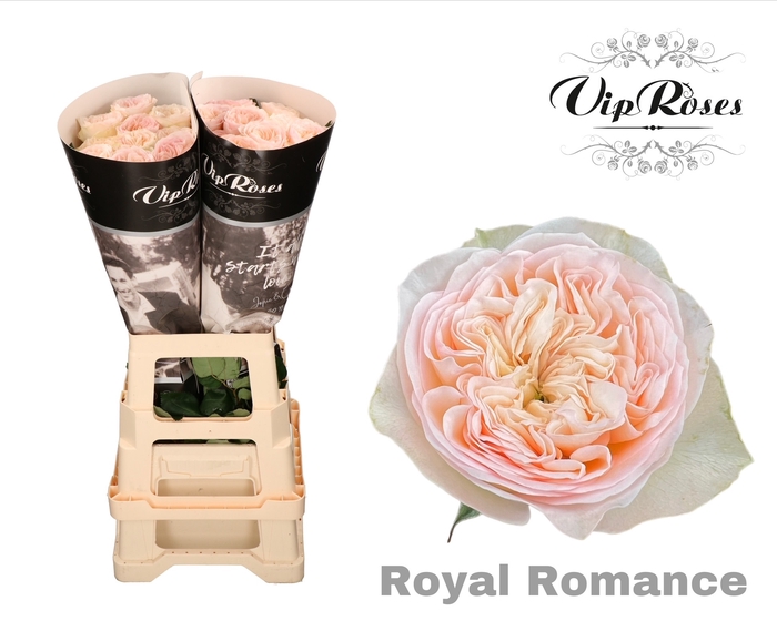 R GR ROYAL ROMANCE
