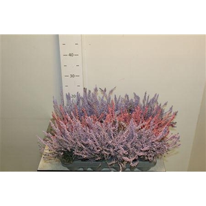Callu Klb Mixk H% Paint Pastel