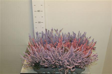 <h4>Callu Klb Mixk H% Paint Pastel</h4>