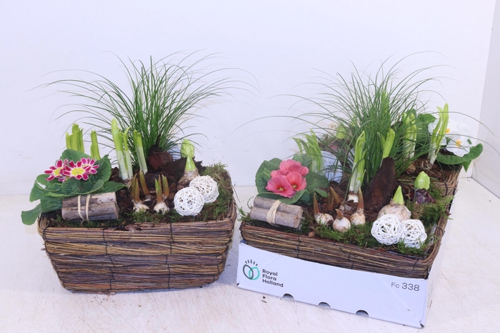 <h4>ARR TUINPLANTEN</h4>