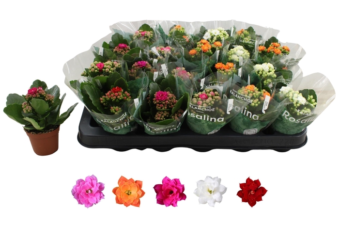 <h4>KAL GE RO GEM 5 KL</h4>