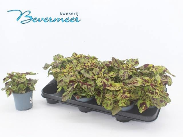 <h4>PLEC C W COR SUNRISE</h4>