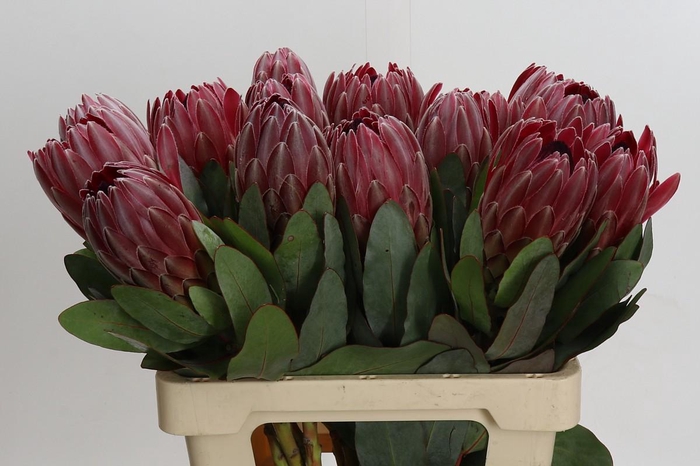 <h4>Protea Sharon</h4>