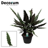Alocasia Lauterbachiana