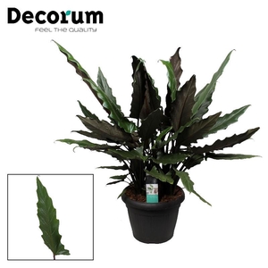 Alocasia Lauterbachiana