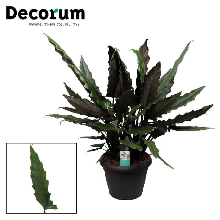 <h4>Alocasia Lauterbachiana</h4>