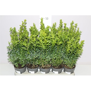 Buxus Semp Bosjes