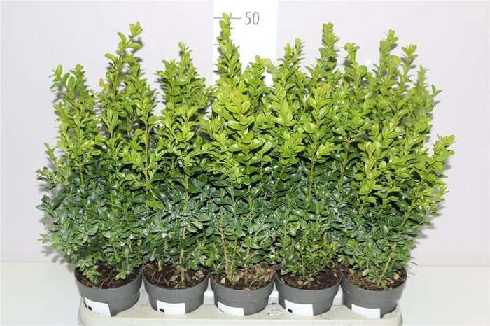 <h4>Buxus Semp Bosjes</h4>