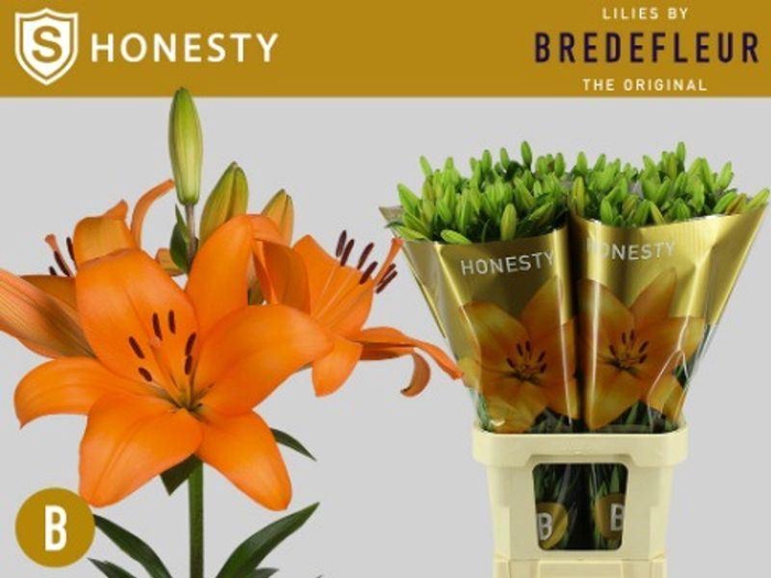 <h4>LI LA HONESTY</h4>