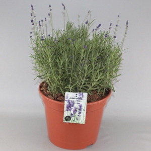 Lavandula angustifolia 'Hidcote' C10