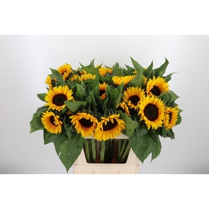 Helianthus Sunrich Orang