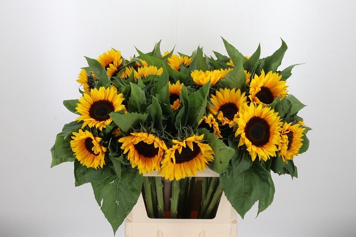 <h4>Helianthus Sunrich Orang</h4>