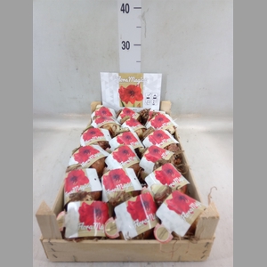 Hippeastrum   ...flowerbulbs