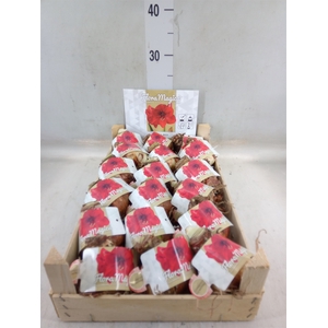 Hippeastrum   ...flowerbulbs