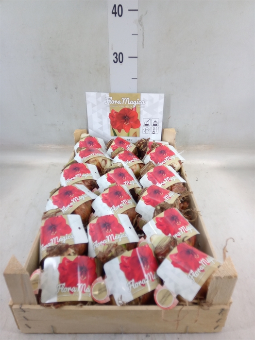 <h4>Hippeastrum   ...flowerbulbs</h4>