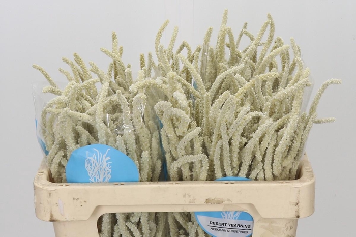 <h4>Amaranthus Yearming Desert</h4>