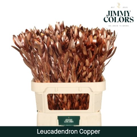 <h4>Leucadendron gekleurd Mtlc. Koper</h4>