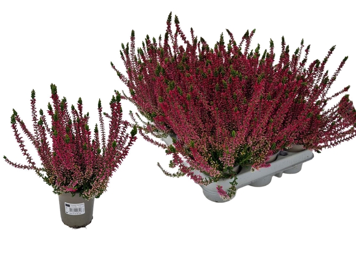 <h4>CALLU WIBOS ROT</h4>