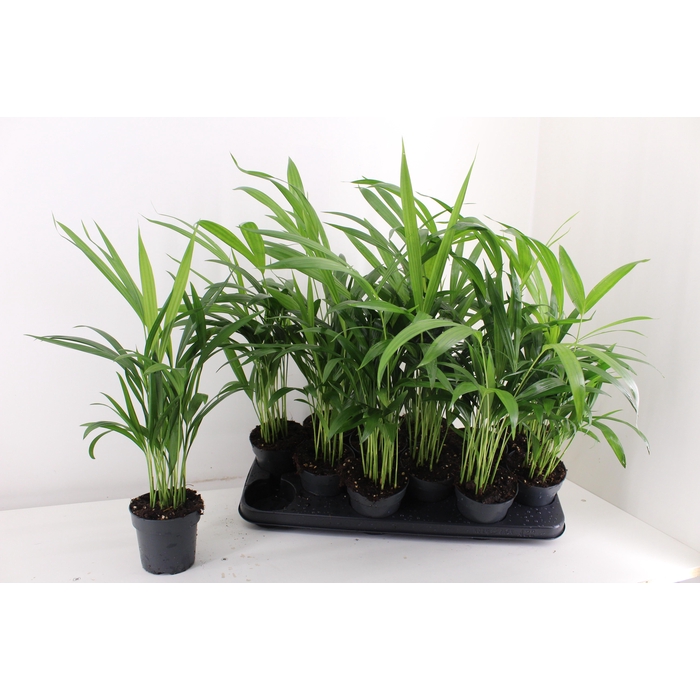 <h4>DYPSIS LUTESCENS</h4>