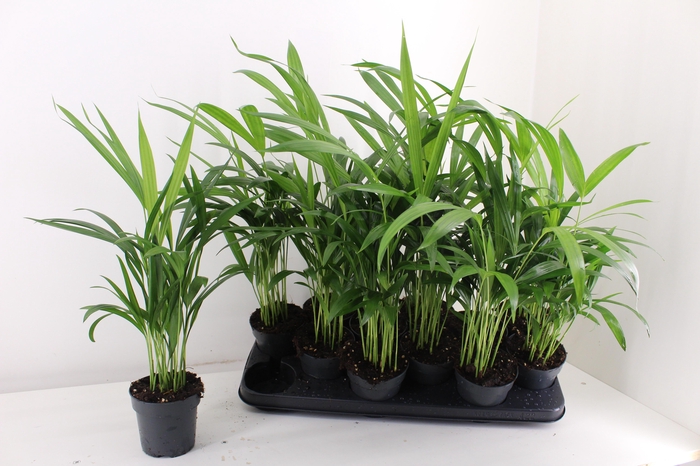 <h4>DYPSIS LUTESCENS</h4>