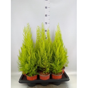 CUPRESSUS MACRO. 'GOLDCREST WILMA'