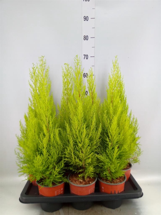 <h4>CUPRESSUS MACRO. 'GOLDCREST WILMA'</h4>