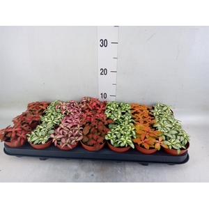 Fittonia   ...mix 7