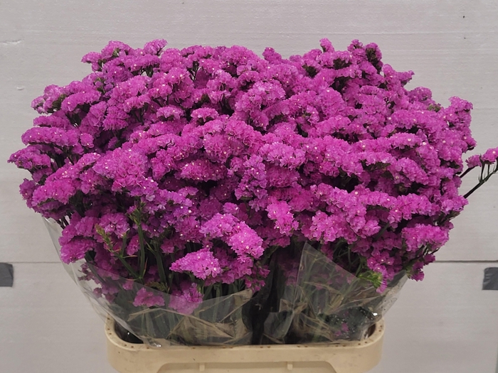 <h4>LIM S AIREN PINK</h4>