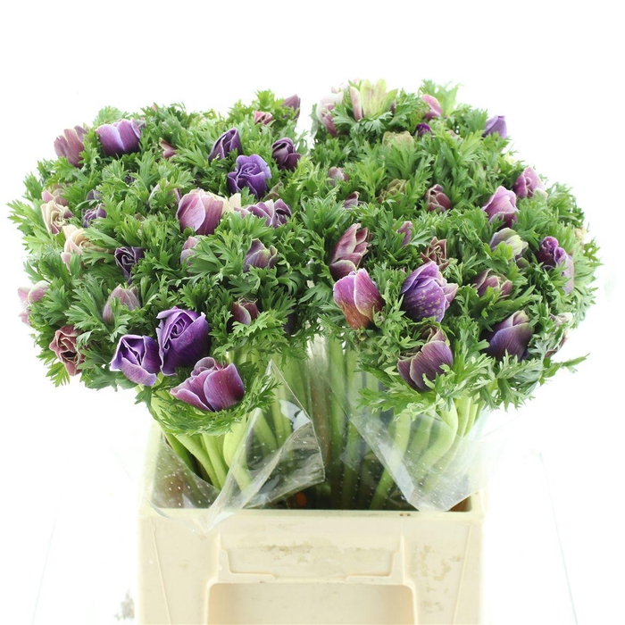 <h4>Anem Mistral Sr Cenere Super</h4>