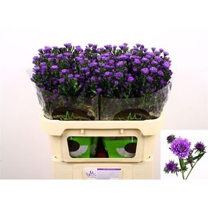 Aster Nb Astee Dark Milka