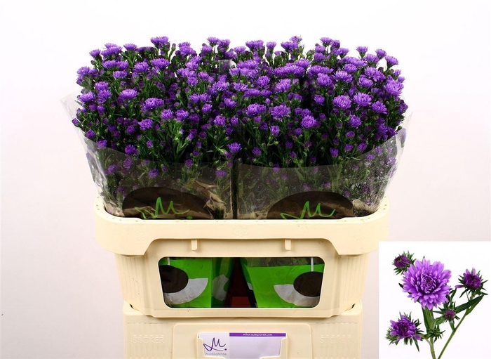 <h4>Aster Nb Astee Dark Milka</h4>