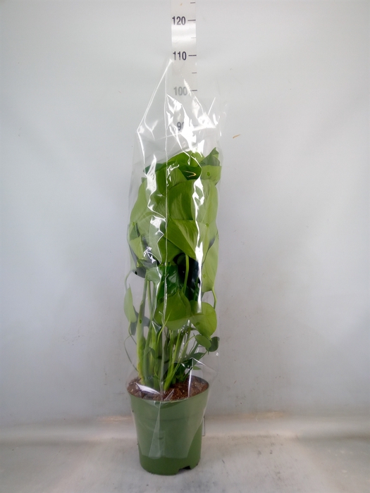 <h4>Monstera delic.</h4>