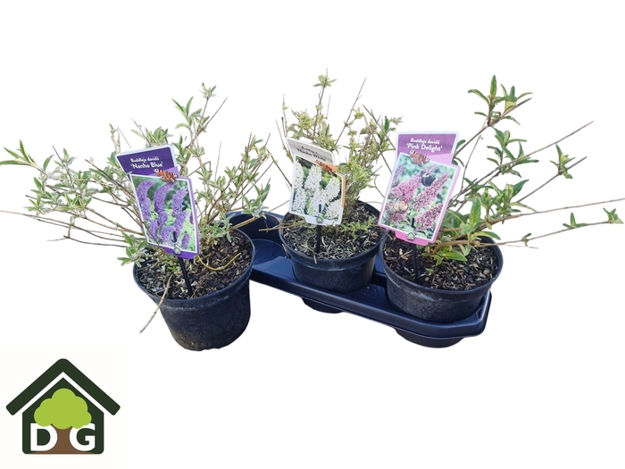 <h4>Budd Davidii 3kl Mixtray</h4>