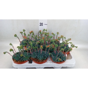 Echeveria   ...