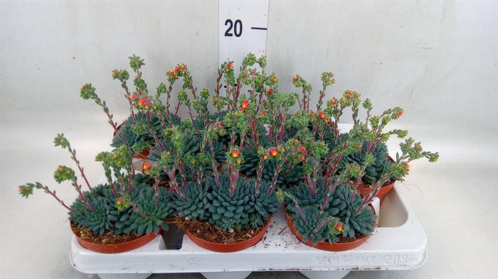 <h4>Echeveria   ...</h4>