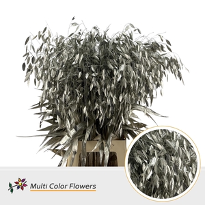 Chasmanthium Platina