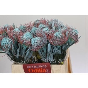 Nutans Painted Ice Blue