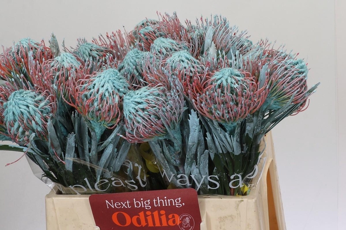 <h4>Nutans Painted Ice Blue</h4>