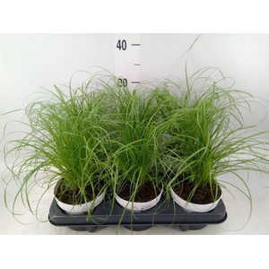 Cyperus alternifolius 'Zumula'