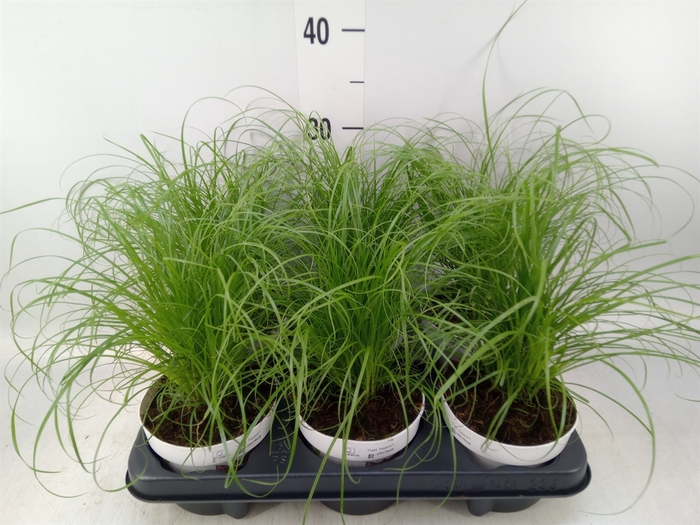 <h4>Cyperus alternifolius 'Zumula'</h4>