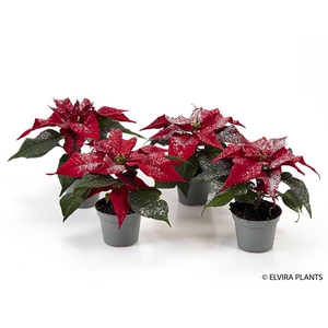 EUPHORBIA PULCHERRIMA  MINI p6 rood zilver
