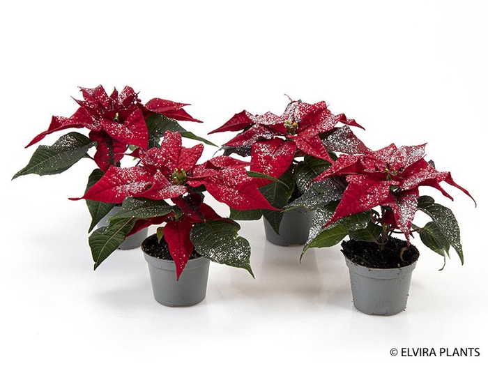 <h4>EUPHORBIA PULCHERRIMA  MINI p6 rood zilver</h4>