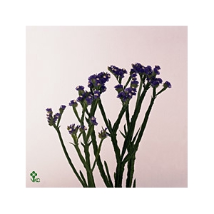 Statice Crystal Dark Blue