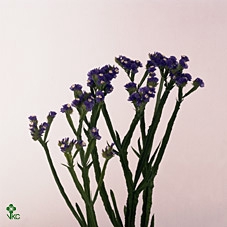 <h4>Statice Crystal Dark Blue</h4>