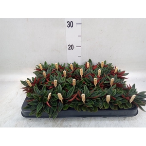 Peperomia caperata 'Rosso'