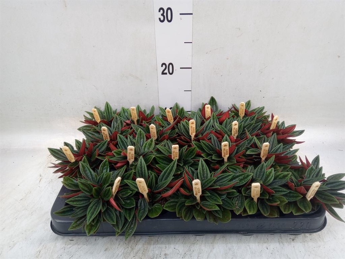 <h4>Peperomia caperata 'Rosso'</h4>