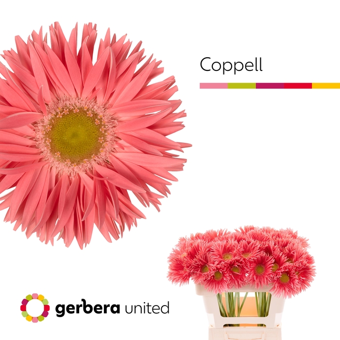 <h4>Gerbera Spider Coppell Water</h4>